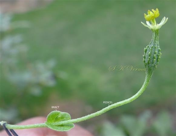  Female Flower with petals removed